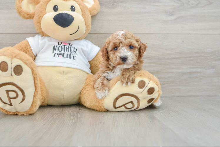 Playful Poodle Baby