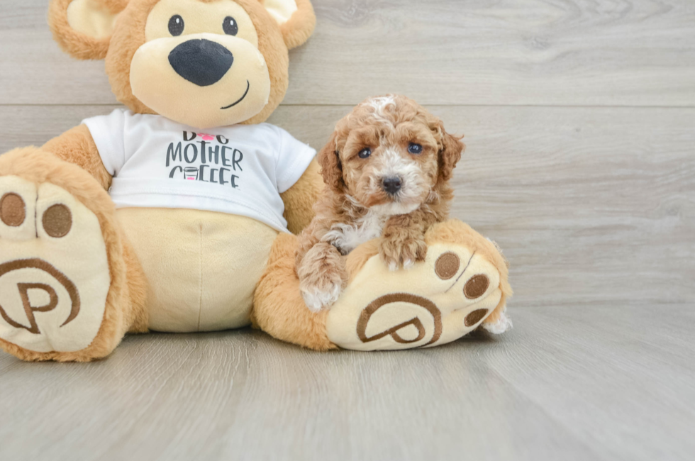 6 week old Poodle Puppy For Sale - Puppy Love PR