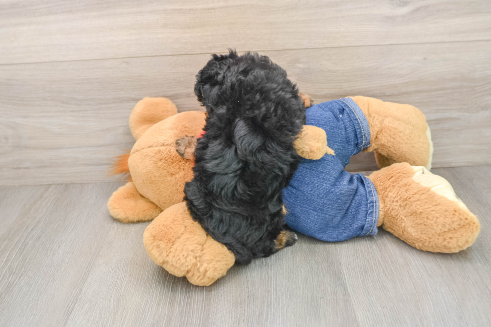Cute Pudel Purebred Puppy