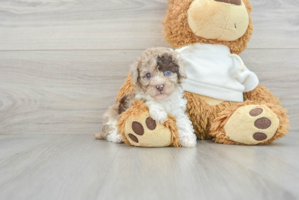 Poodle Puppy for Adoption