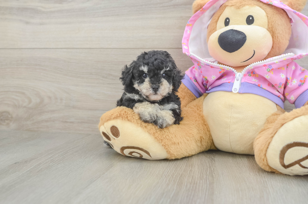 5 week old Poodle Puppy For Sale - Puppy Love PR
