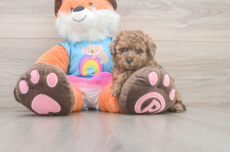 5 week old Poodle Puppy For Sale - Puppy Love PR