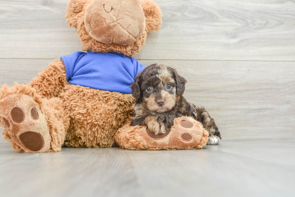 Hypoallergenic Poodle Purebred Pup