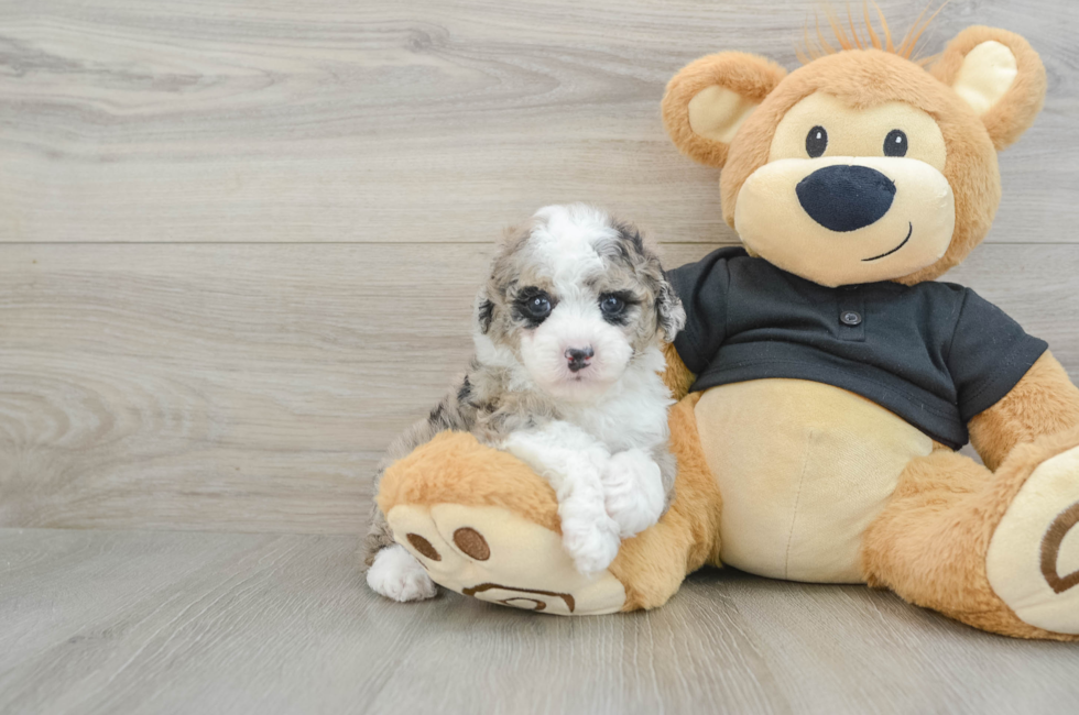 5 week old Poodle Puppy For Sale - Puppy Love PR