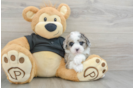 Cute Toy Poodle Purebred Puppy