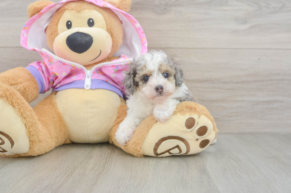 5 week old Poodle Puppy For Sale - Puppy Love PR