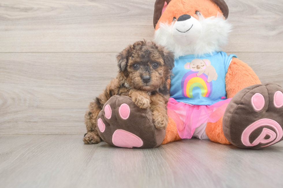 5 week old Poodle Puppy For Sale - Puppy Love PR