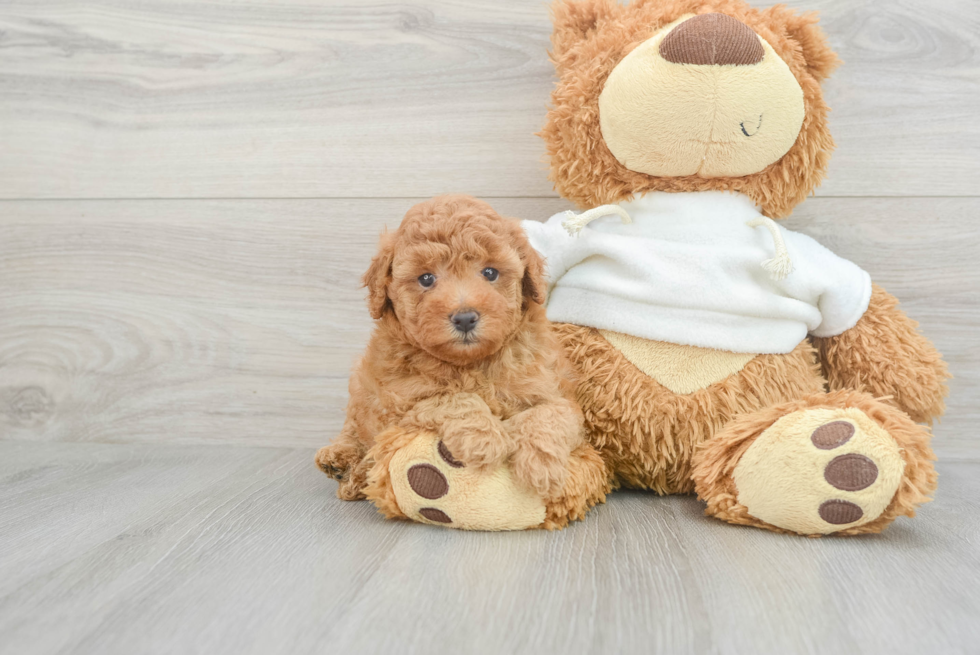 Smart Pudle Purebred Puppy