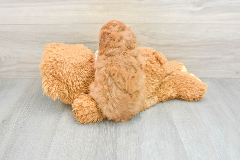Best Poodle Baby