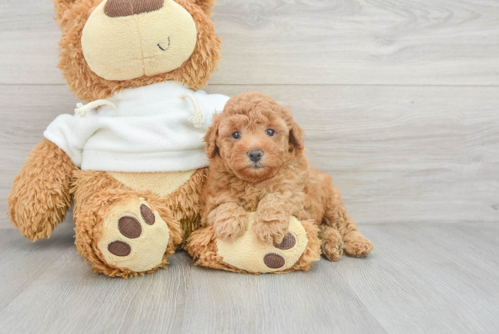 Poodle Pup Being Cute