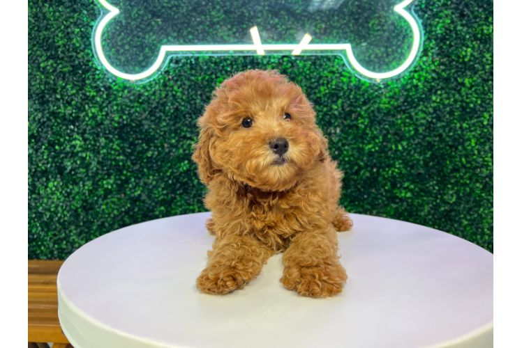 Best Poodle Baby