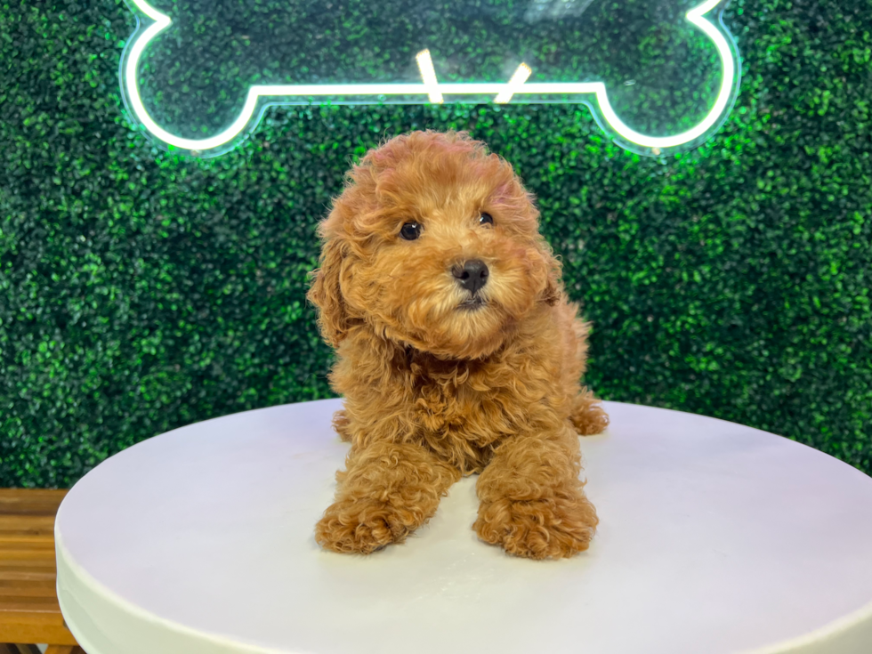 Best Poodle Baby