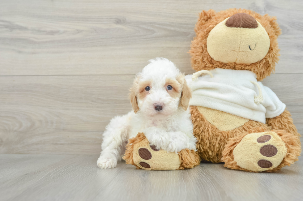 7 week old Poodle Puppy For Sale - Puppy Love PR