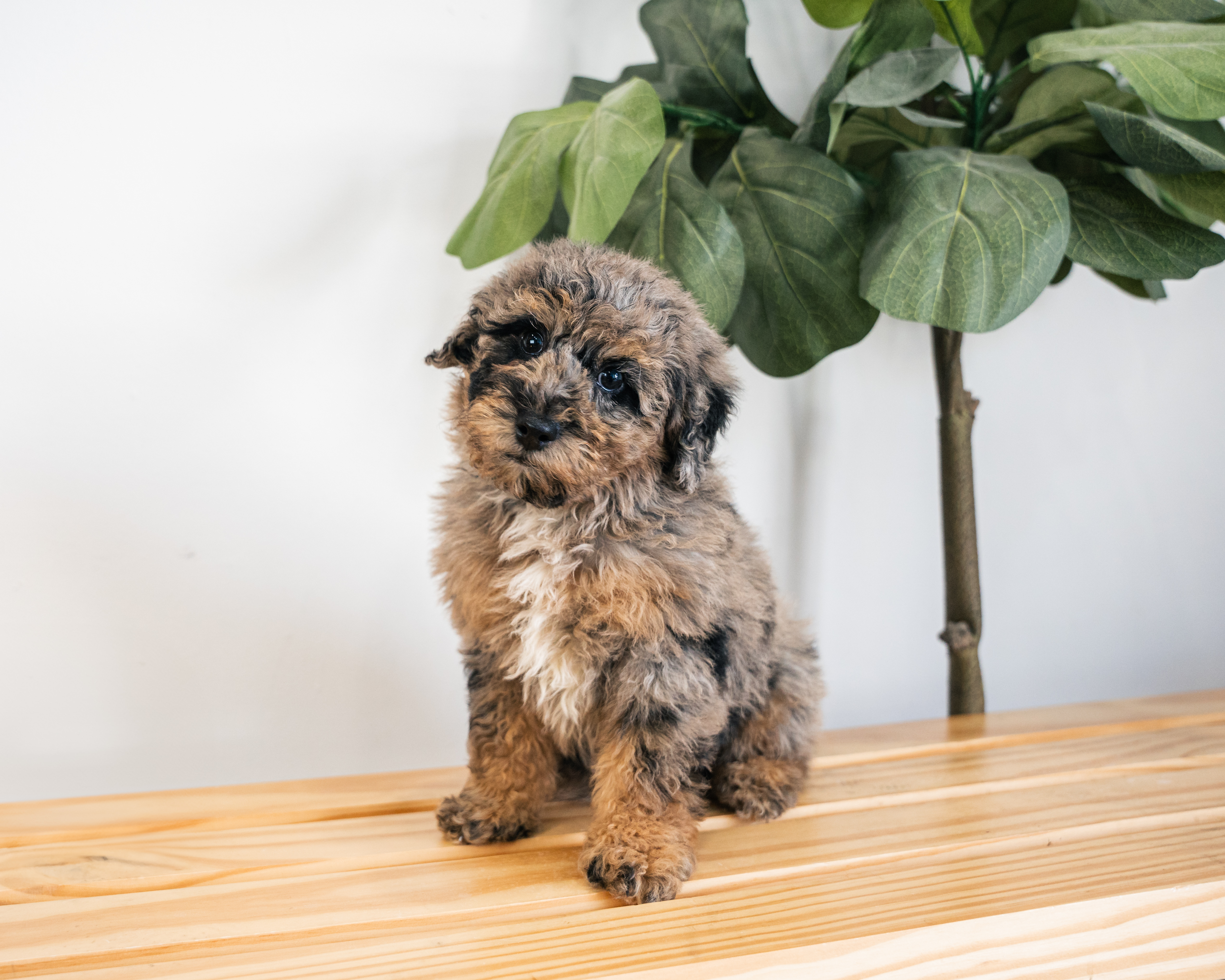 Poodle Puppy for Adoption