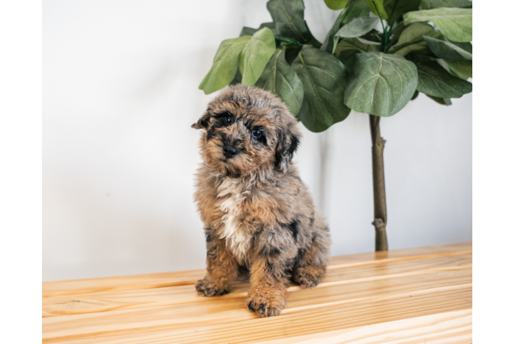Meet Ken - our Poodle Puppy Photo 1/4 - Puppy Love PR Poodle Puppy for Adoption