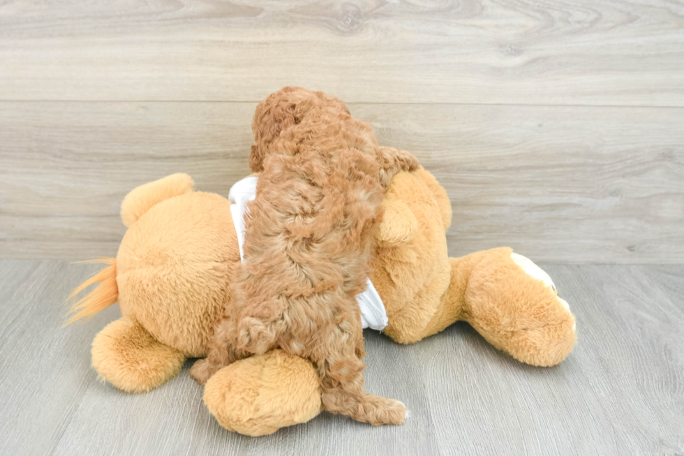 Poodle Pup Being Cute