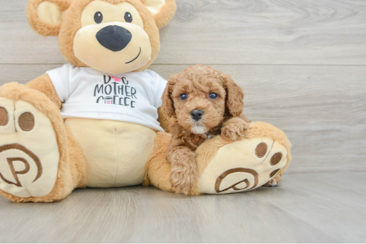 Hypoallergenic Poodle Baby