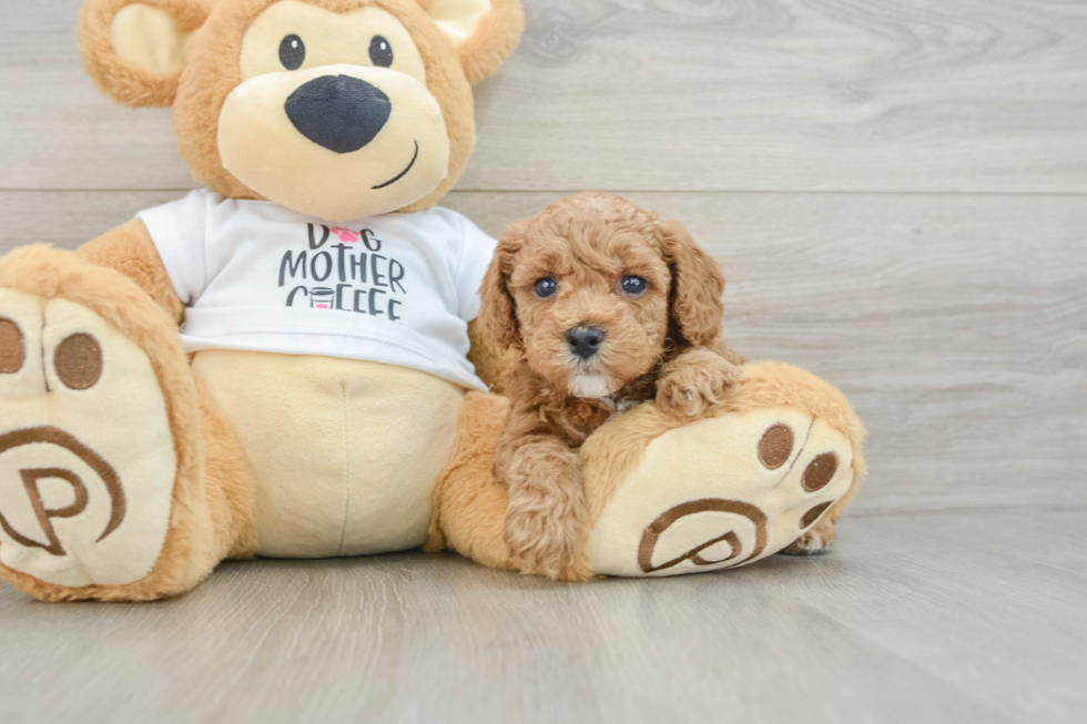 Hypoallergenic Poodle Baby