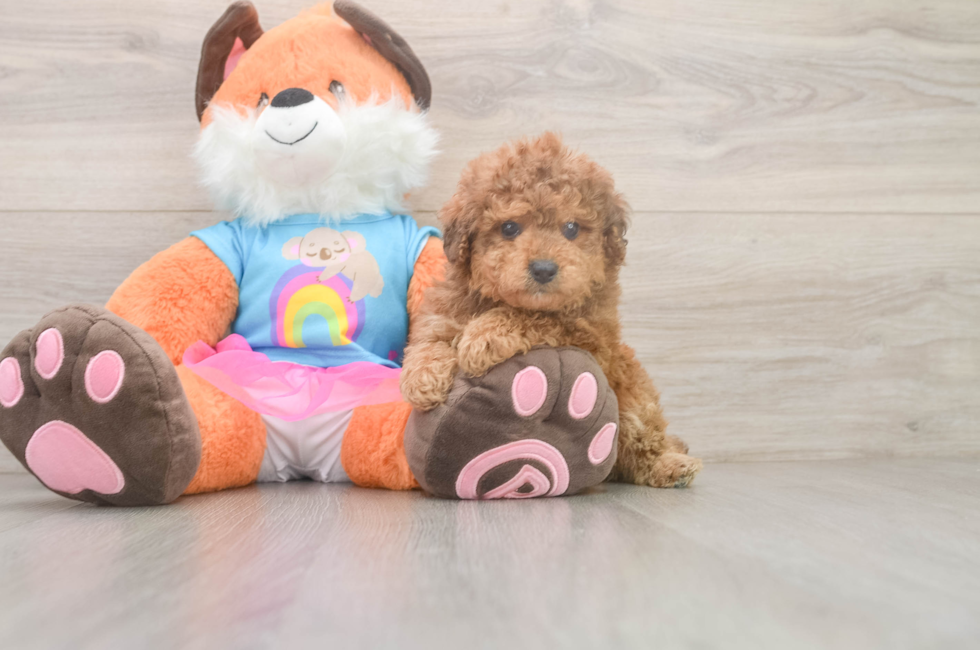5 week old Poodle Puppy For Sale - Puppy Love PR