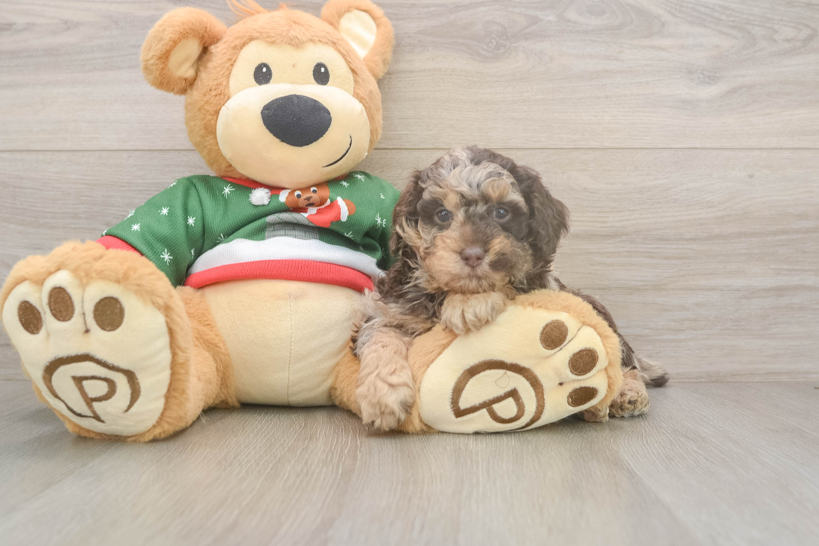 Poodle Pup Being Cute