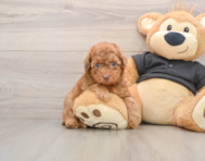 7 week old Poodle Puppy For Sale - Puppy Love PR