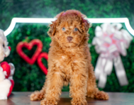 9 week old Poodle Puppy For Sale - Puppy Love PR