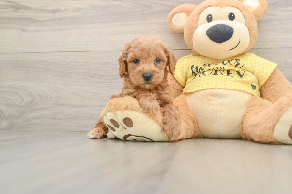 Poodle Pup Being Cute