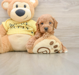 6 week old Poodle Puppy For Sale - Puppy Love PR