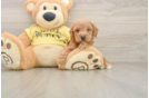 Popular Poodle Purebred Pup