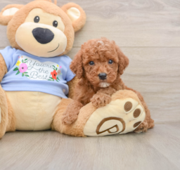 8 week old Poodle Puppy For Sale - Puppy Love PR