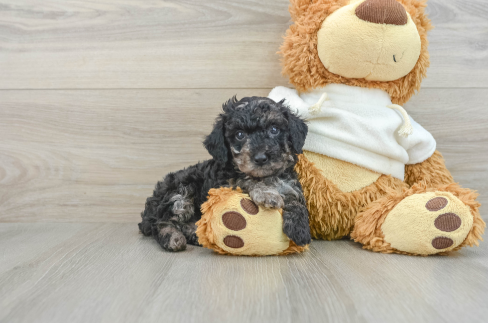 7 week old Poodle Puppy For Sale - Puppy Love PR