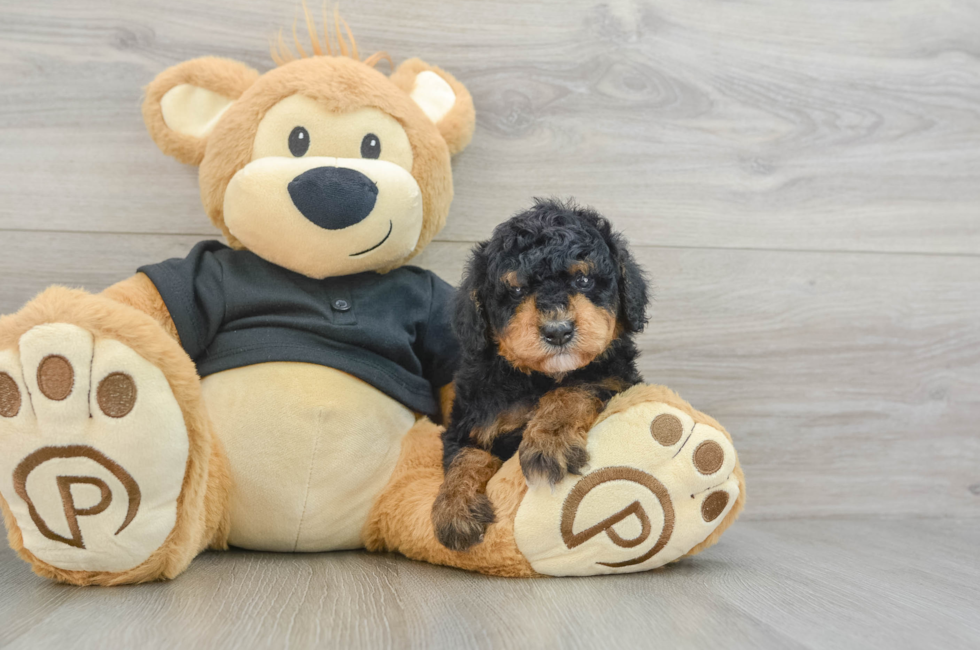 6 week old Poodle Puppy For Sale - Puppy Love PR