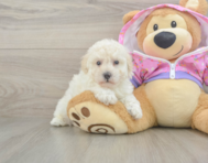 7 week old Poodle Puppy For Sale - Puppy Love PR