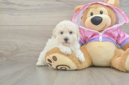 Playful Poodle Baby