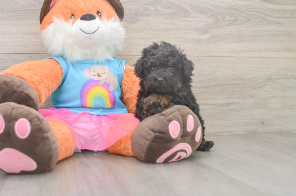 5 week old Poodle Puppy For Sale - Puppy Love PR