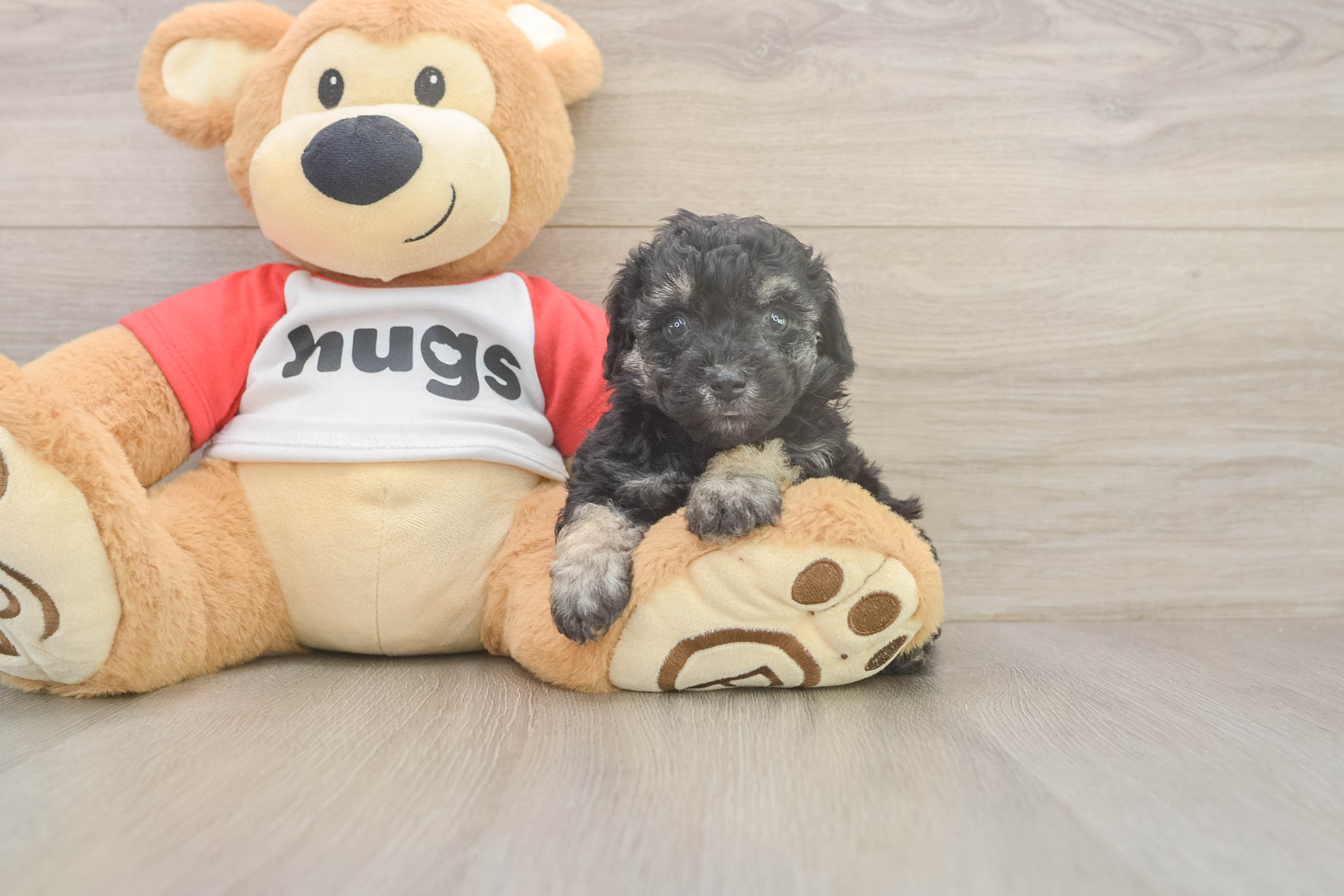 Poodle Puppy for Adoption