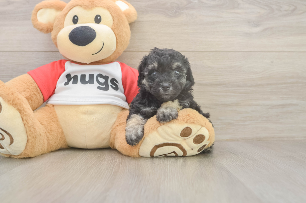 5 week old Poodle Puppy For Sale - Puppy Love PR