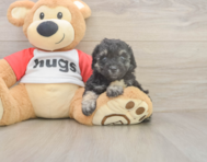 7 week old Poodle Puppy For Sale - Puppy Love PR 7 week old Poodle Puppy For Sale - Puppy Love PR