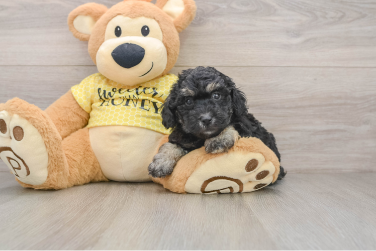 Poodle Pup Being Cute