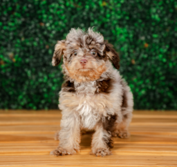 11 week old Poodle Puppy For Sale - Puppy Love PR