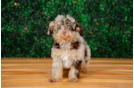 Cute Pudle Purebred Puppy