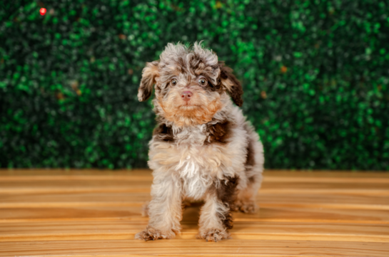 Sweet Caniche Purebred Puppy