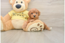 Popular Poodle Baby
