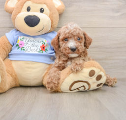 9 week old Poodle Puppy For Sale - Puppy Love PR