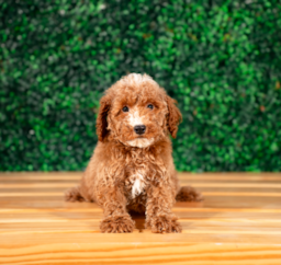 10 week old Poodle Puppy For Sale - Puppy Love PR