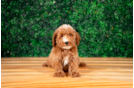 Cute Poodle Purebred Pup