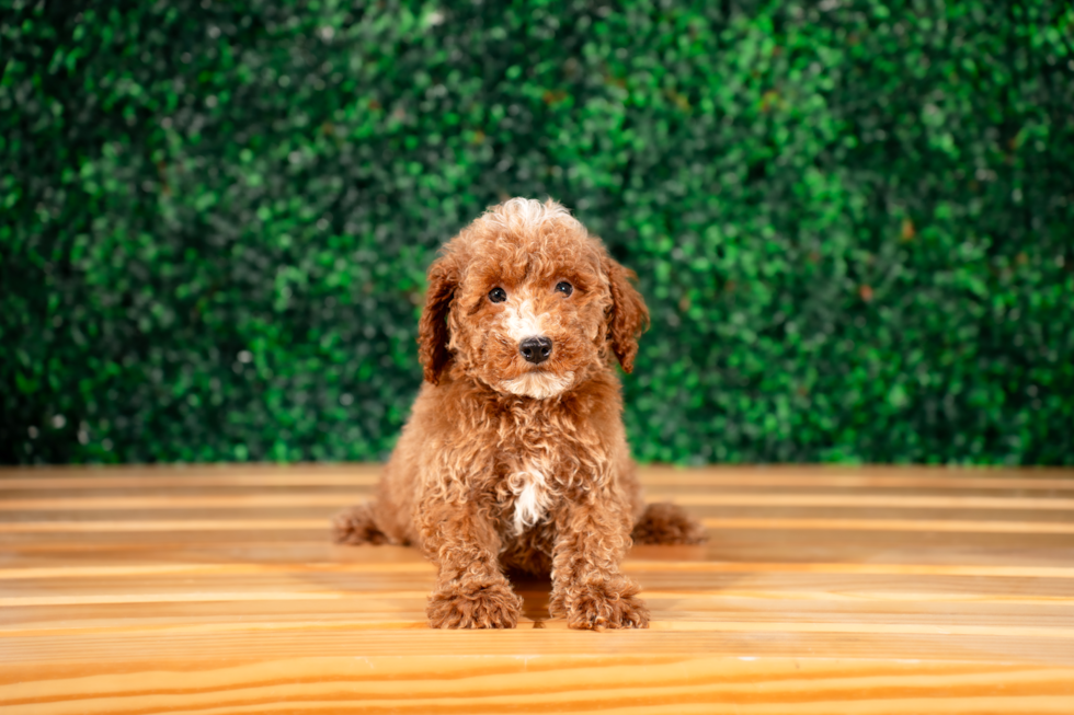 Cute Poodle Purebred Pup