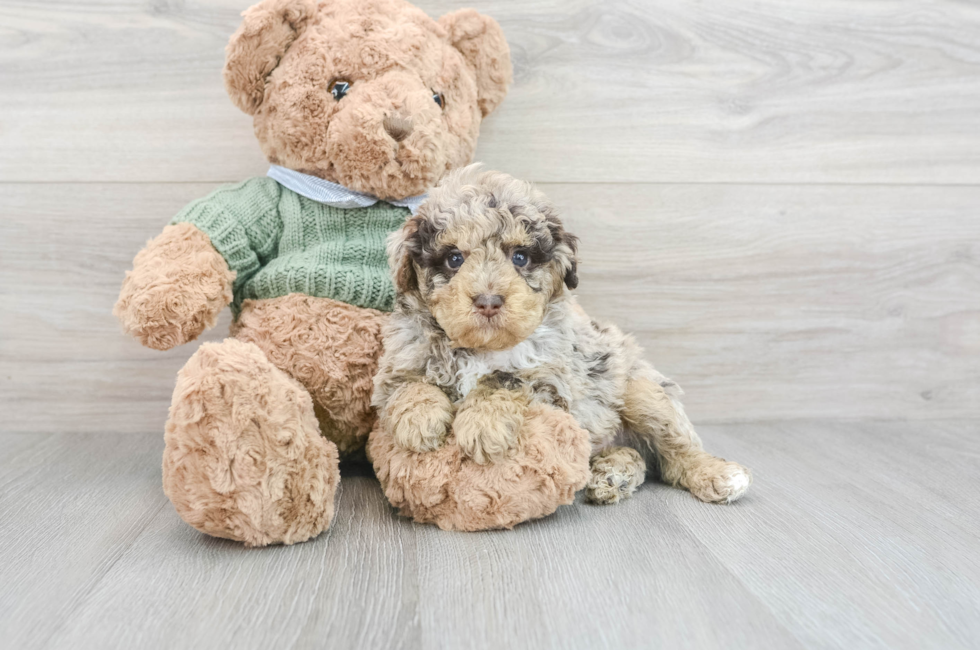 8 week old Poodle Puppy For Sale - Puppy Love PR