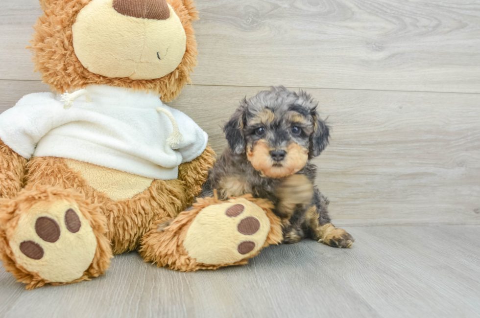 7 week old Poodle Puppy For Sale - Puppy Love PR