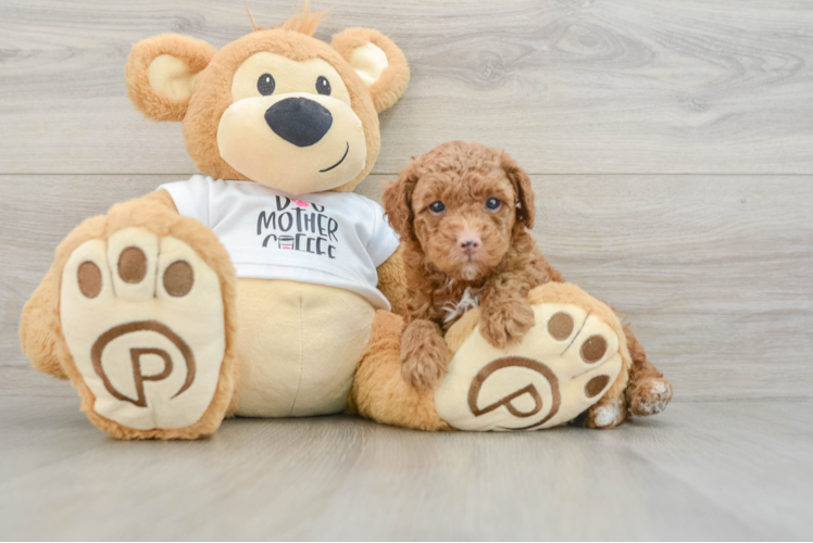 Poodle Puppy for Adoption